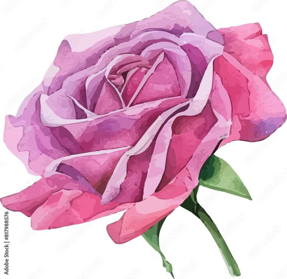 pink rose isolated on white pink rose isolated on white