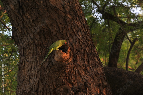 bird on a tree green Perot 