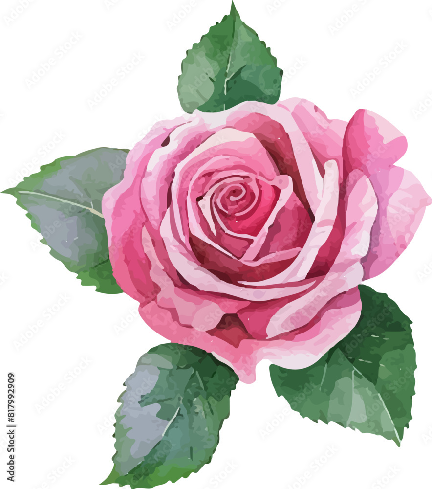 pink rose