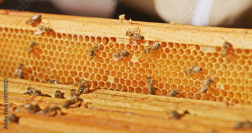 Macro Shot of Bees Producing Honey