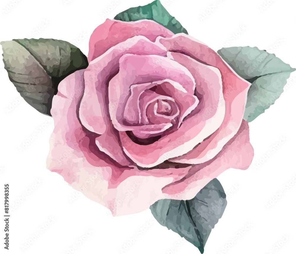 pink rose pink rose