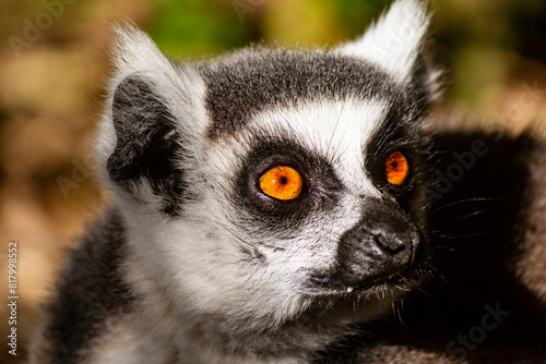 Ring tailed Lemur