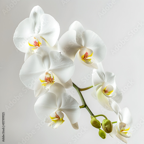 Beautiful blooming white orchid flowers isolated on the light background