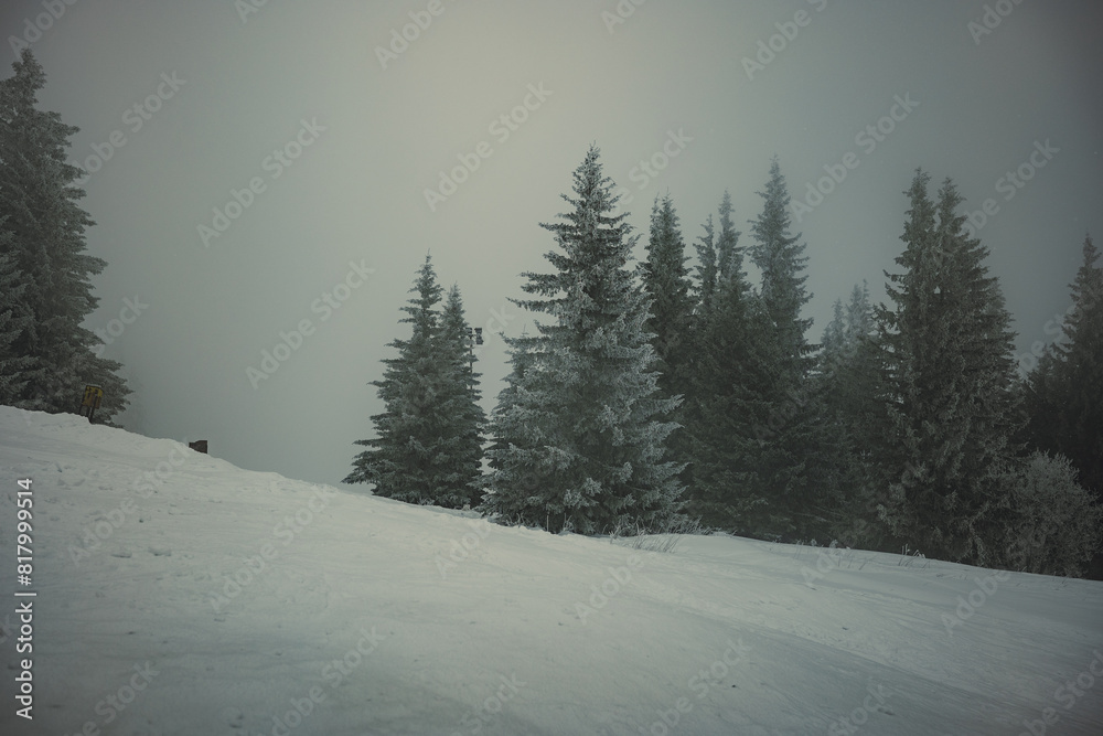 Fototapeta premium albero