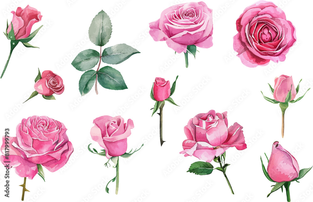 watercolor pink rose flower bouquet set