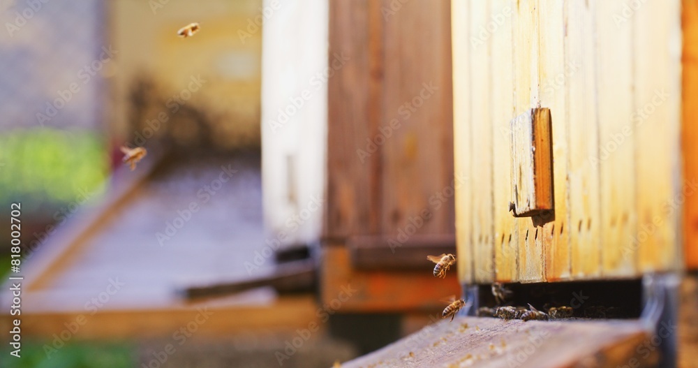 Macro Shot of Bees Producing Honey Macro Shot of Bees Producing Honey