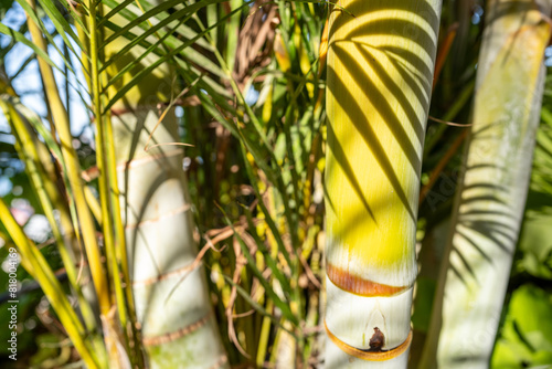 Close-Up View Of Vibrant Green Palm Fronds, With Sunlight Filtering Through, Enhancing The Rich Textures And Colors.