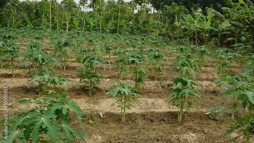 Photograph of a papaya crop with fruits and green leaves.