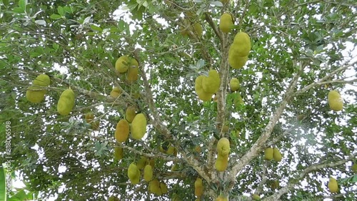 Jack fruits hanging on tree photo