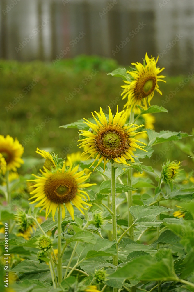 Close-up of sunflowers blooming in the field Close-up of sunflowers blooming in the field
