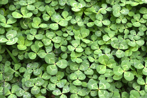 Fototapeta Naklejka Na Ścianę i Meble -  a lot of clovers seen up close forming wallpapers
