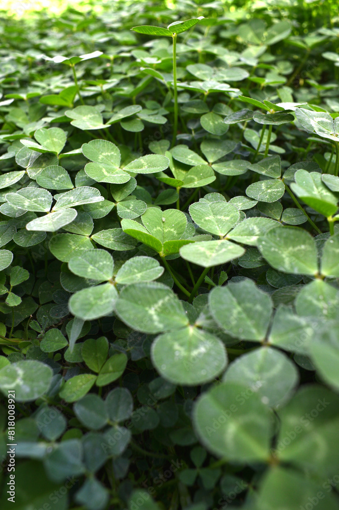 a lot of clovers seen up close forming wallpapers a lot of clovers seen up close forming wallpapers