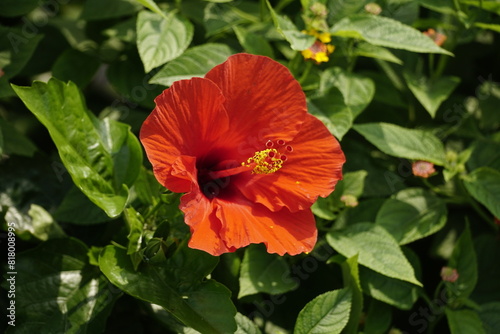 Close-up of red hibiscus flowers blooming in the sun