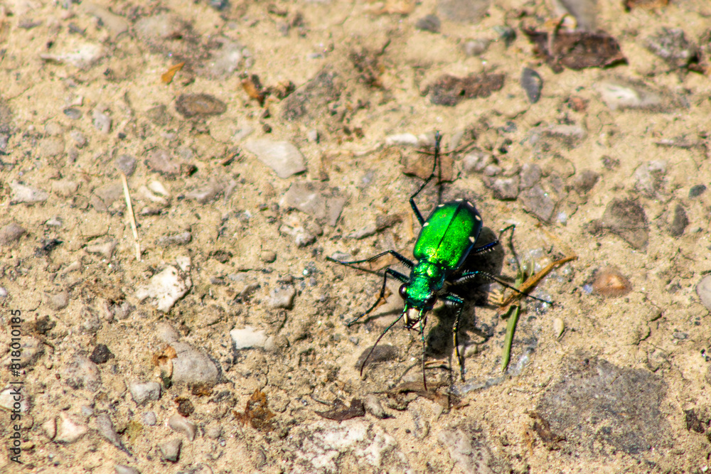 Six-Spotted Tiger Beetle on Walking Path Six-Spotted Tiger Beetle on Walking Path