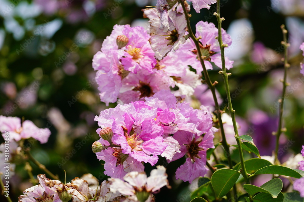 Obraz premium Purple Lagerstroemia speciosa flowers bloom in the summer