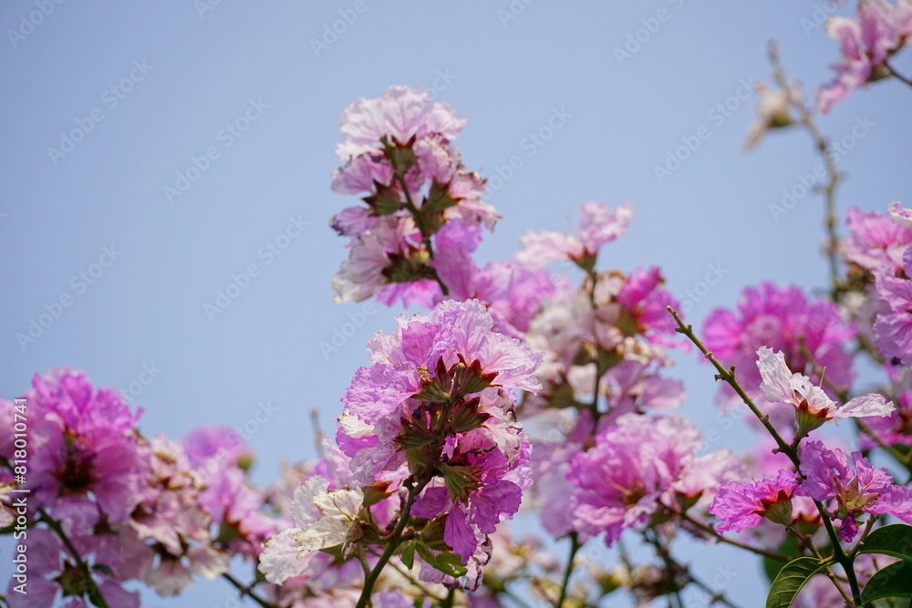 Purple Lagerstroemia speciosa flowers bloom in the summer Purple Lagerstroemia speciosa flowers bloom in the summer