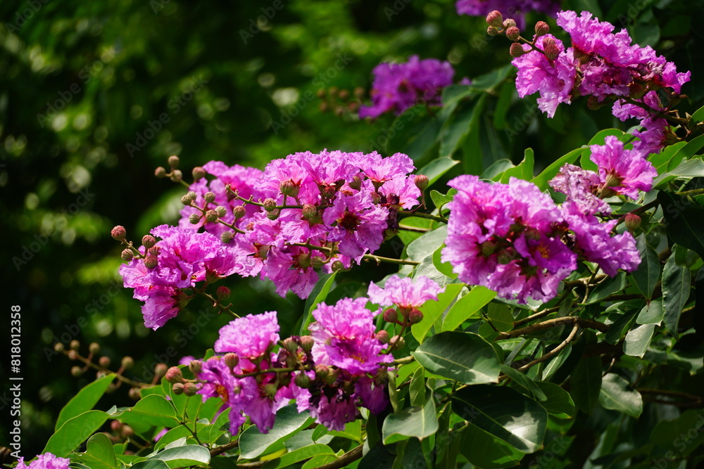 Purple Lagerstroemia speciosa flowers bloom in the summer Purple Lagerstroemia speciosa flowers bloom in the summer
