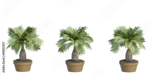 3d rendering Nature object tree isolated  white  background