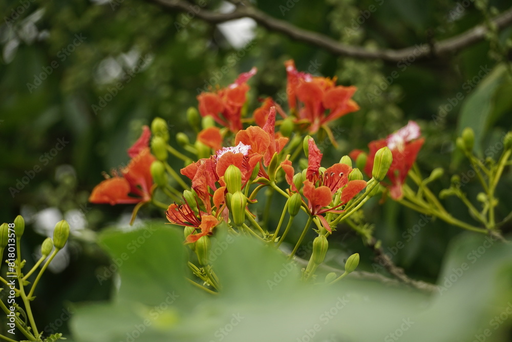 Red Delonix regia flowers bloom in the summer Red Delonix regia flowers bloom in the summer