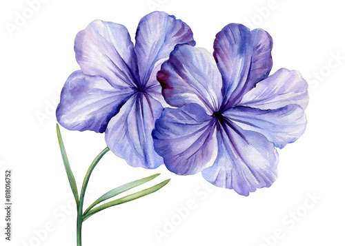 Tropical blue flowers and leaves on an isolated white background, watercolor painting illustration, exotic flower