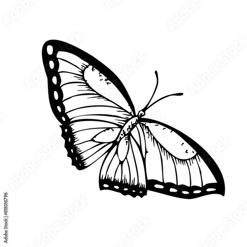 Foto Vector butterfly