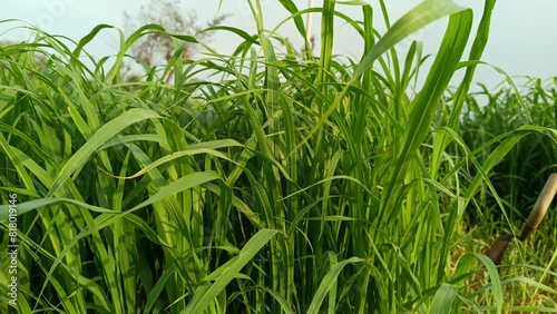 Green grass in field under blue sky 