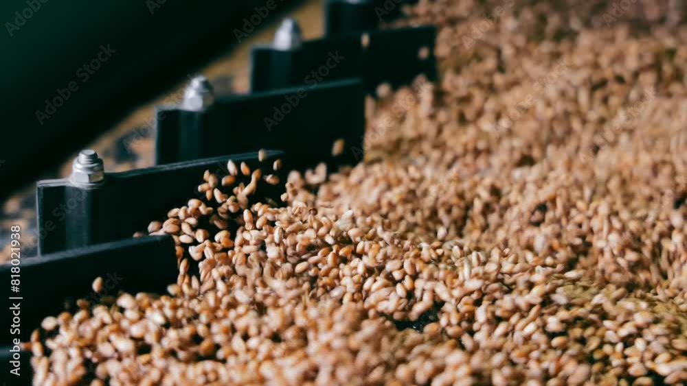 Wheat Processing Machinery, Detailed view of wheat being processed by industrial machinery. The image captures the movement and flow of wheat grains Wheat Processing Machinery, Detailed view of wheat being processed by industrial machinery. The image captures the movement and flow of wheat grains