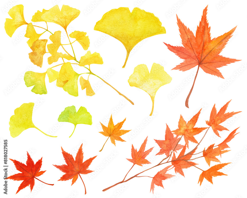 Fototapeta premium 紅葉 銀杏 モミジ イチョウ