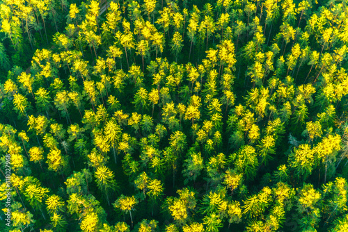 aerial view of green forest
