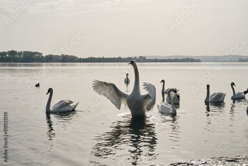 Beautiful white swans on the Danube river in the morning at dawn. Swan Lake in old town Zemun. Elegance and sophistication wild birds. One swan spread its wings.