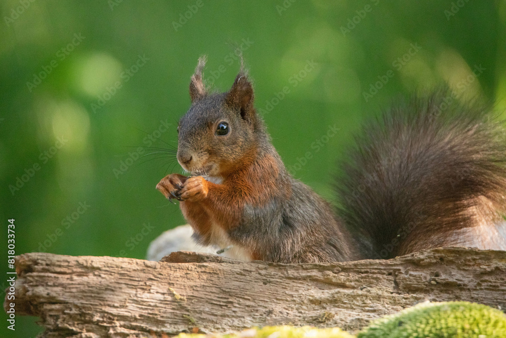 Fototapeta premium Eichhörnchen