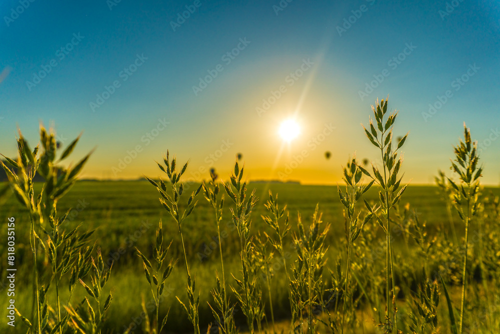 hot air balloons over rural landscape hot air balloons over rural landscape