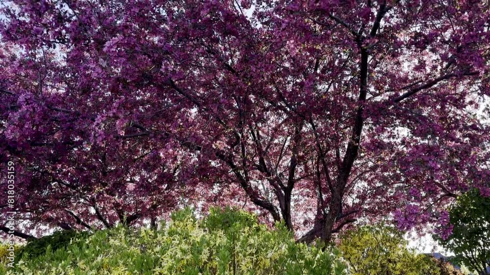 A mesmerizing video captures spring blooming trees, their branches adorned with vibrant blossoms, creating a breathtaking display of nature’s beauty. A mesmerizing video captures spring blooming trees, their branches adorned with vibrant blossoms, creating a breathtaking display of nature’s beauty.