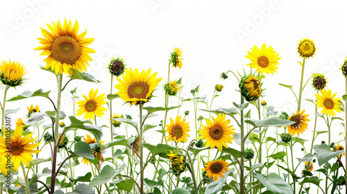 Composition with beautiful sunflowers on white background