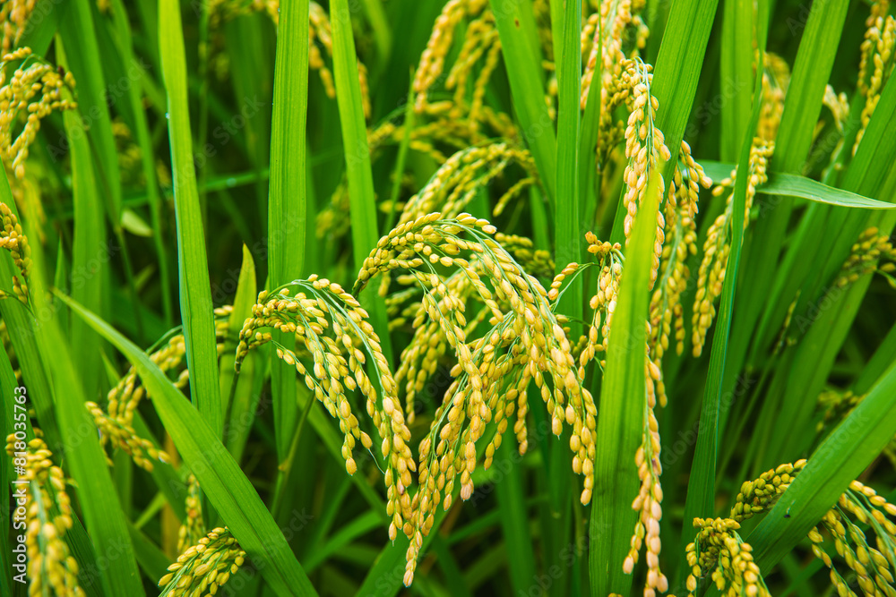 Ripe rice close-up