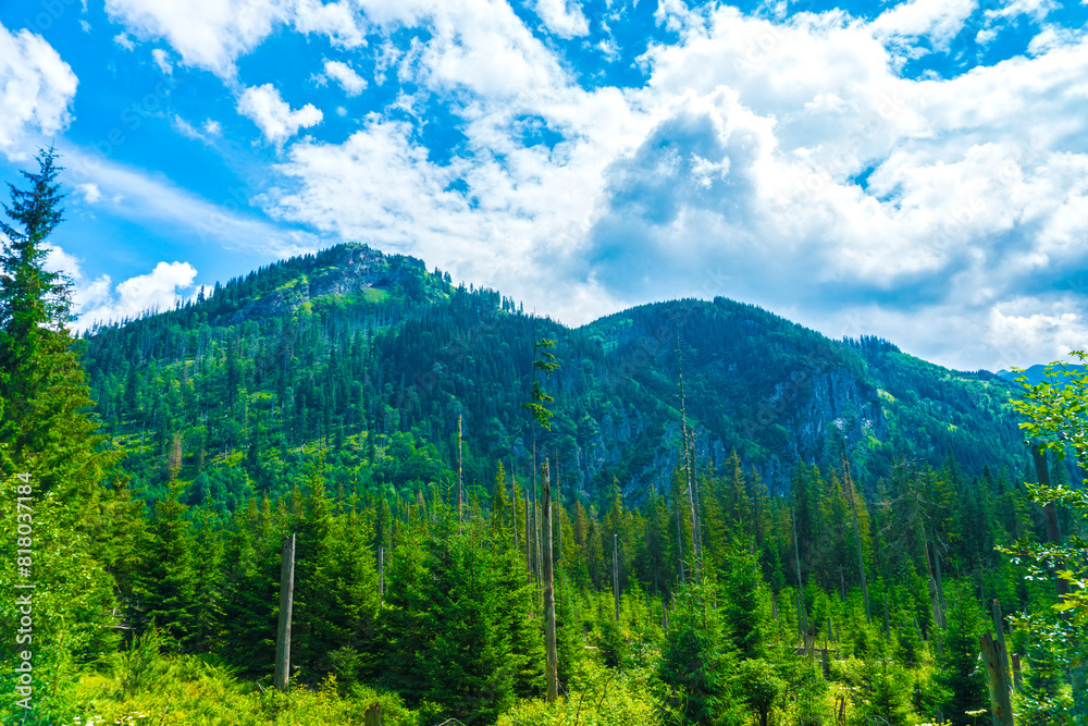 Fototapeta premium Scenic Mountain Trail in Zakopane's High Tatras, Poland with Vibrant Wildflowers