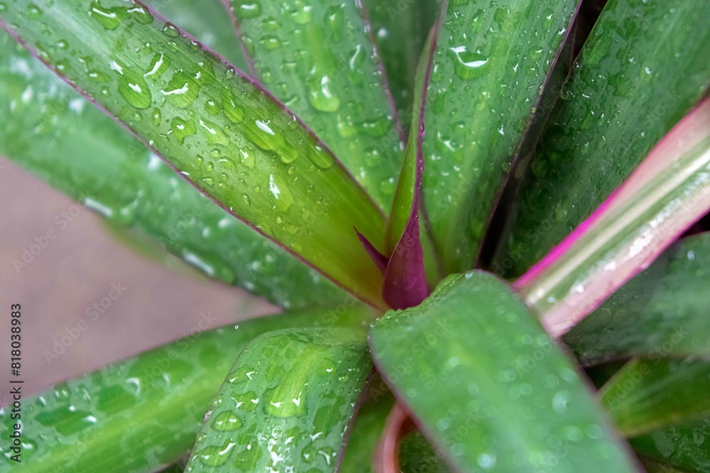 aloe vera plant aloe vera plant