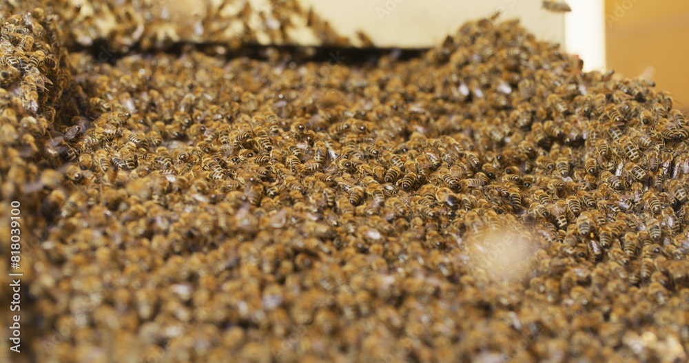 Macro Shot of Bees Producing Honey Macro Shot of Bees Producing Honey