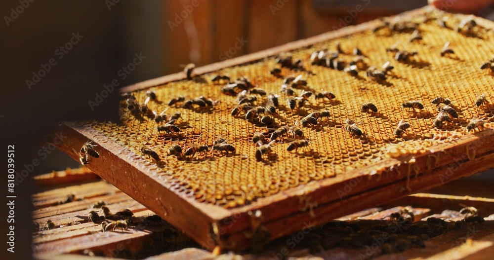 Macro Shot of Bees Producing Honey Macro Shot of Bees Producing Honey