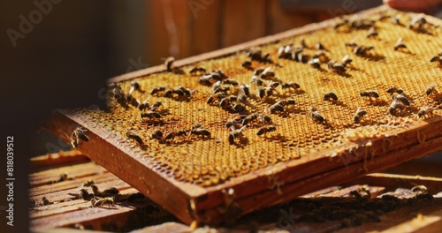 Macro Shot of Bees Producing Honey