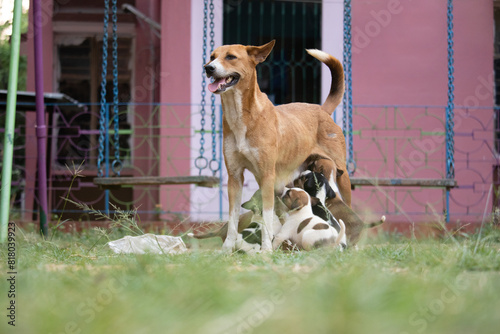 Mother dog with its puppies