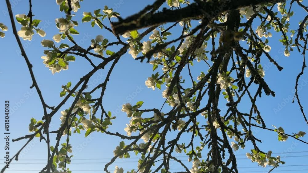 Apple blossoms. White flowers during the flowering period of the apple tree. Apple blossoms in garden. Apple blossoms. White flowers during the flowering period of the apple tree. Apple blossoms in garden.