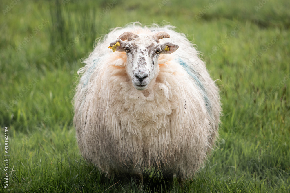 Obraz premium Schaf