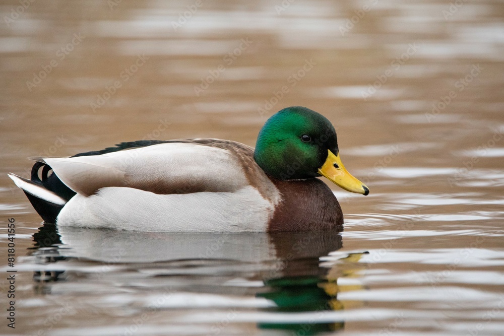 Ente