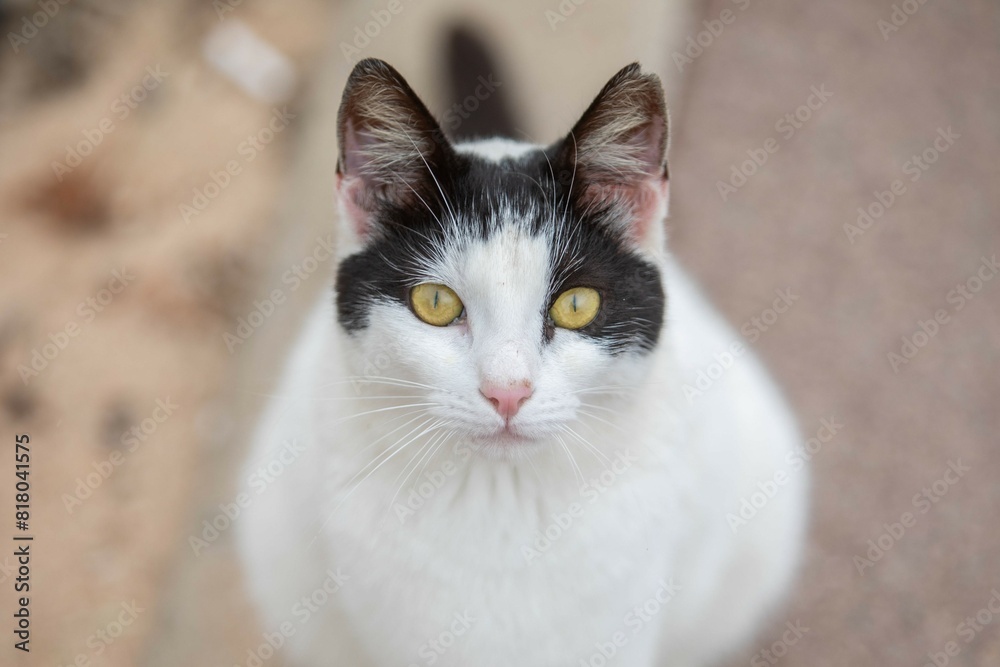 Katze Katze