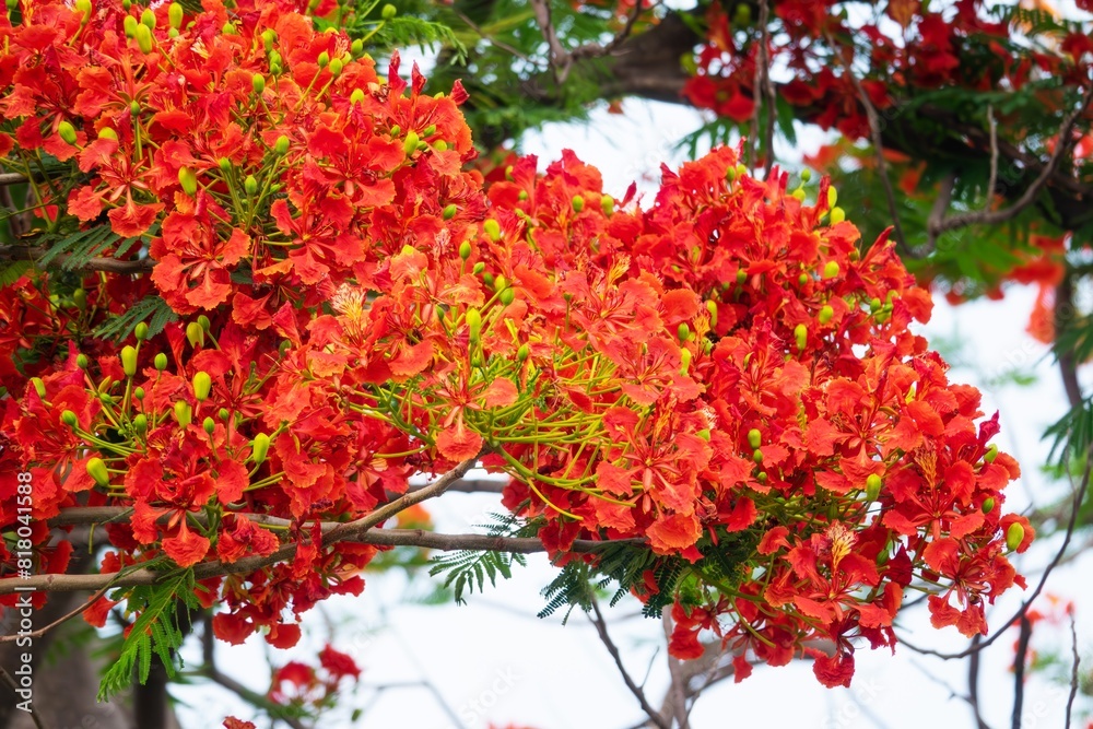 A tree with red flowers is in the foreground A tree with red flowers is in the foreground