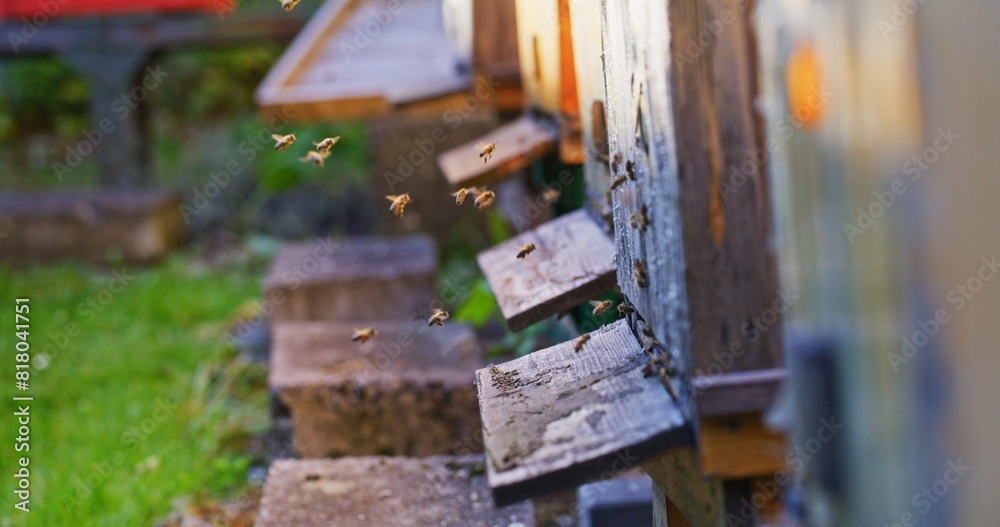 Macro Shot of Bees Producing Honey Macro Shot of Bees Producing Honey