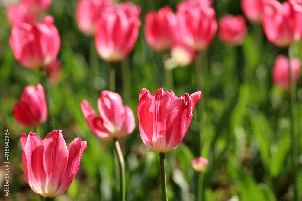 Red tulip flowers, spring background. Field of blooming tulips, selective focus Red tulip flowers, spring background. Field of blooming tulips, selective focus