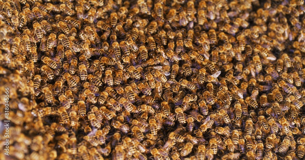 Macro Shot of Bees Producing Honey Macro Shot of Bees Producing Honey