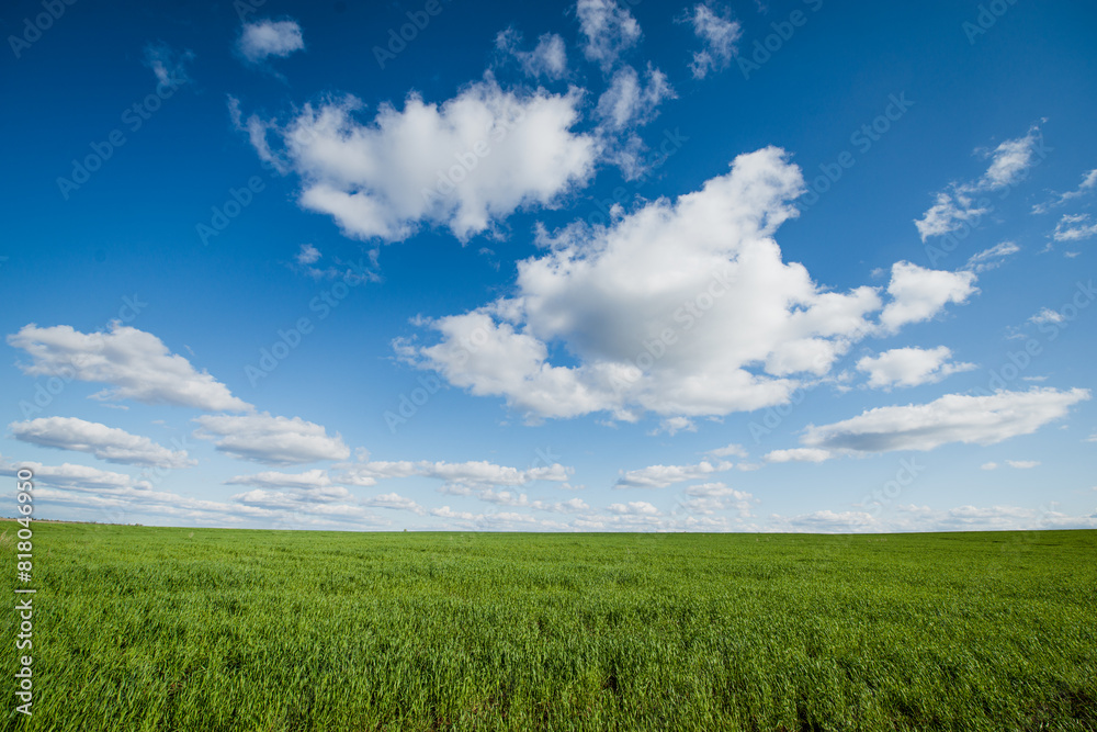 electric poles standing in a green wheat field electric poles standing in a green wheat field